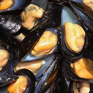 mussel.JPG