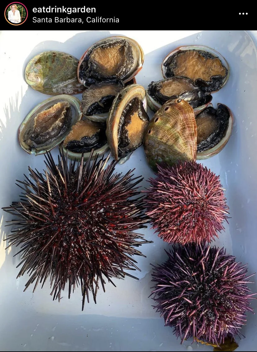 abalone3.jpg