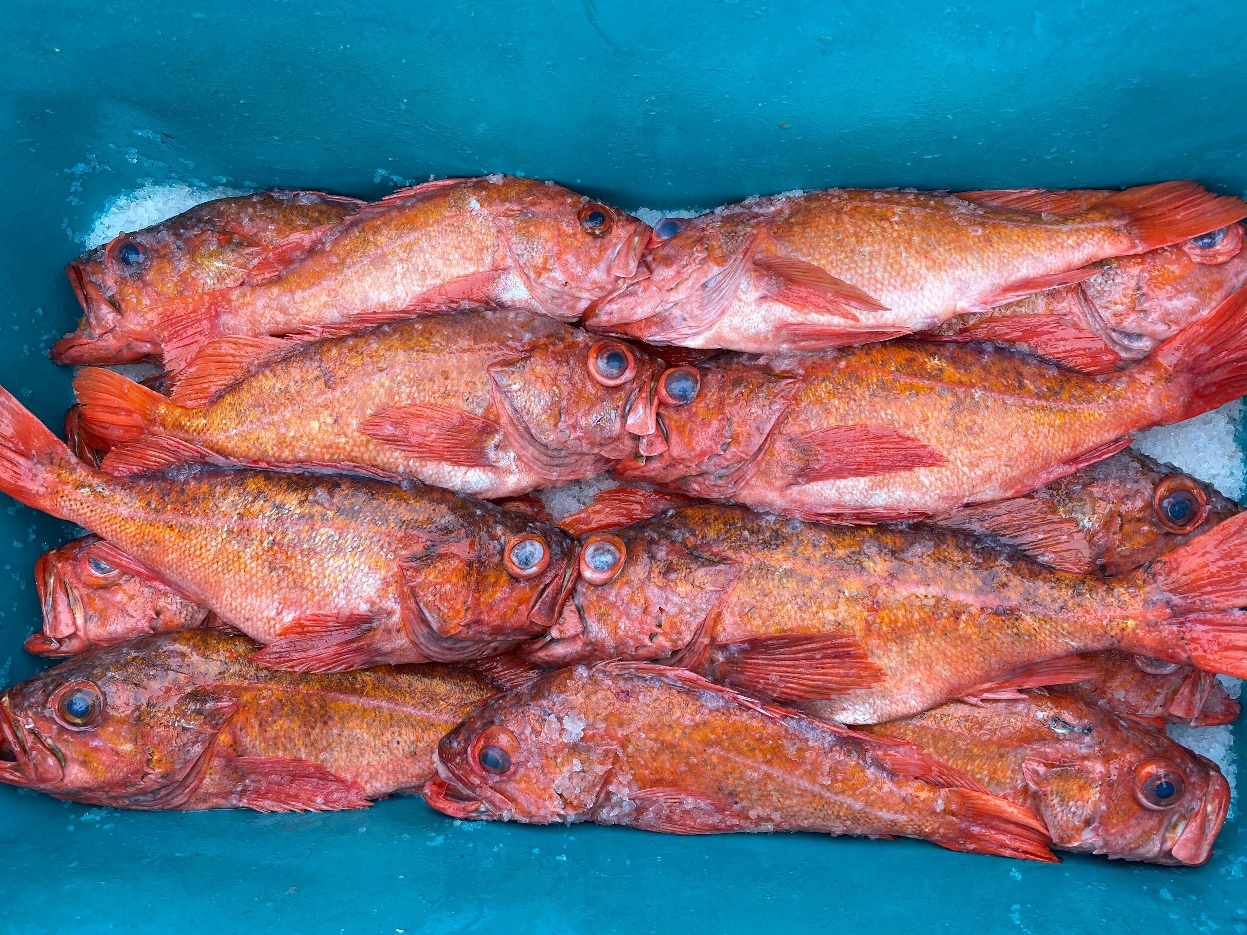 CCA288C4-CE3D-40C6-8F1B-62CB9528EA26