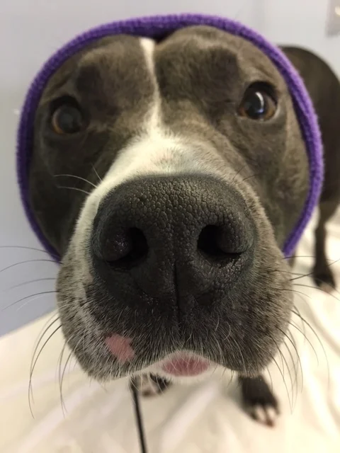 happy hoodie for dogs