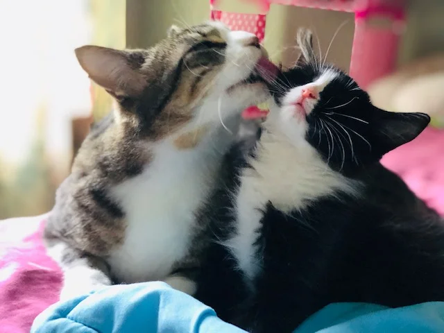 Momma Cat Madelyn6.jpg