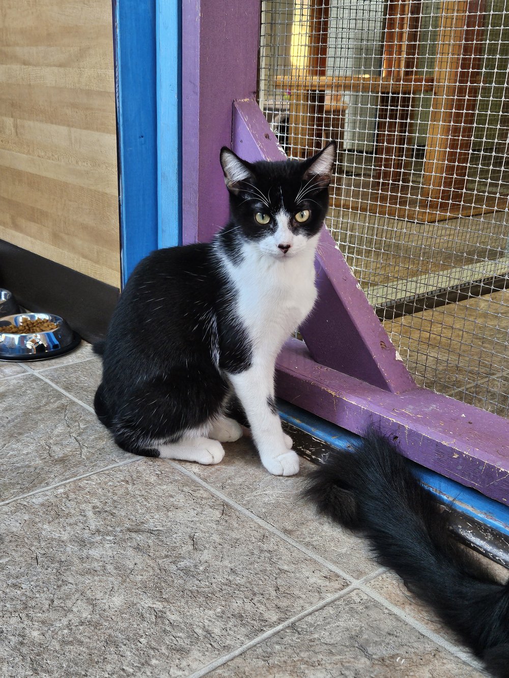 All Available CatsPAWS Shelter of Central Texas
