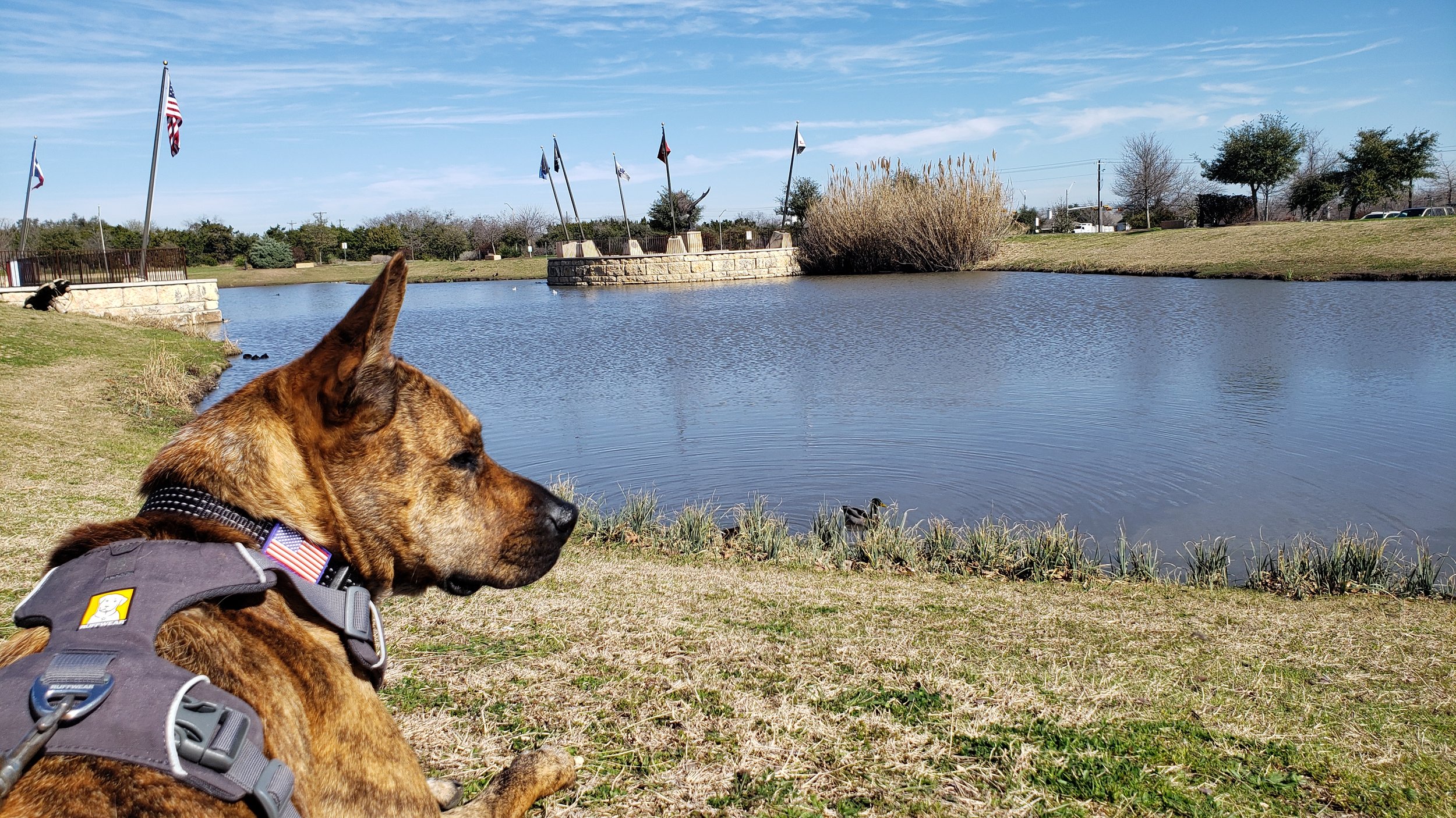 Logan duck pond.JPG