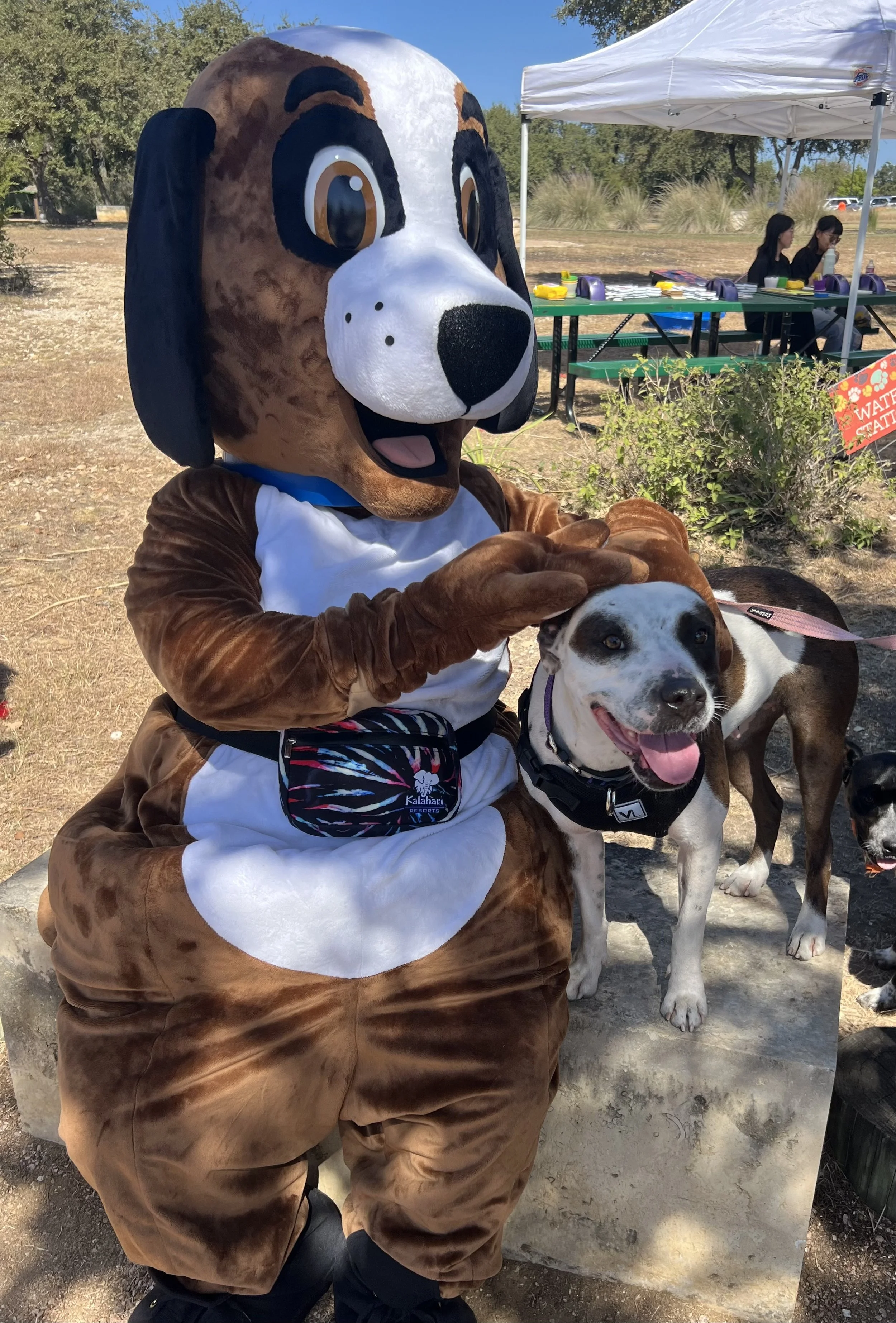 Ginger (2 years old 43lb) — Central Texas SPCA