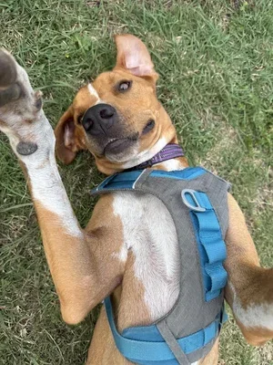 Denver (3 years old - 58lb) 