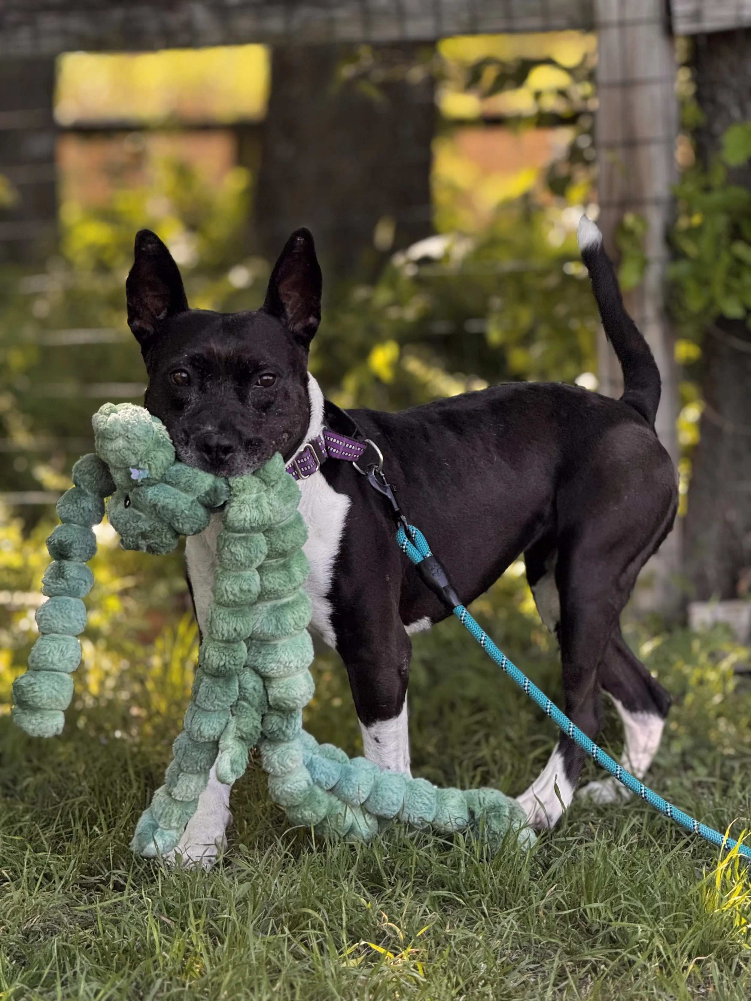 May (3 years old - 55lb)