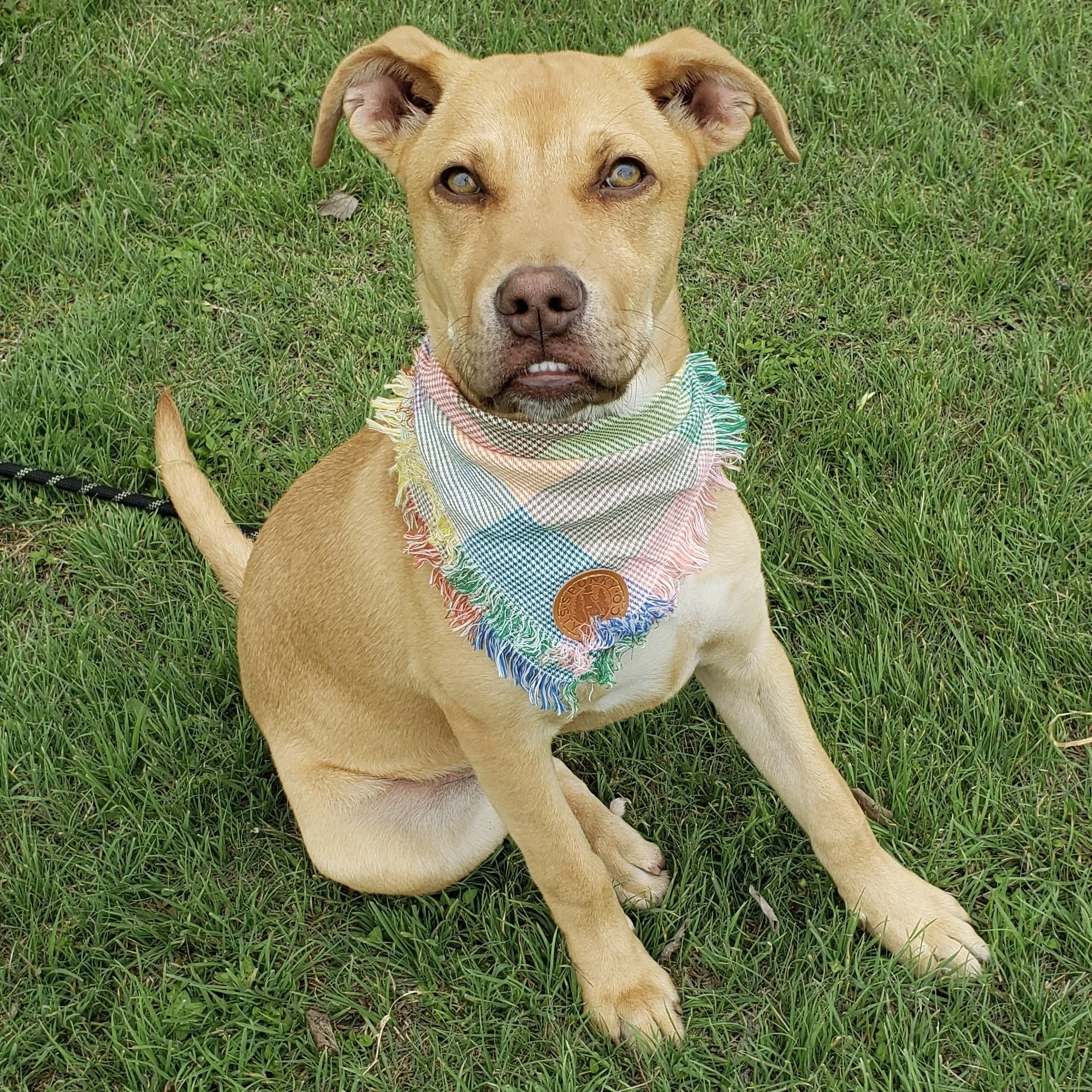 Ivy (3 years old - 55lb)