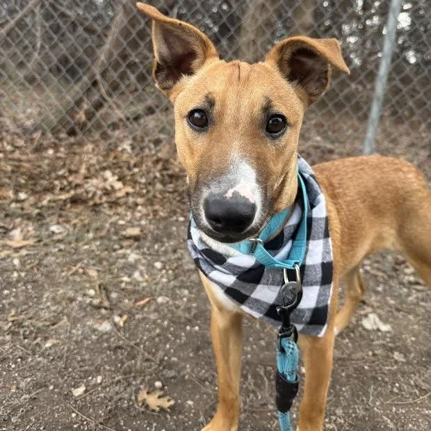 Miles (1 year - 25LB)