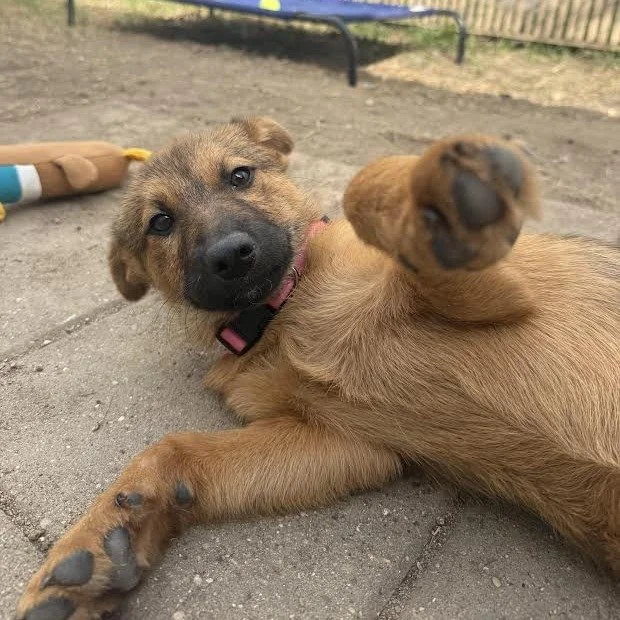 Rose (4 months - 13LB)