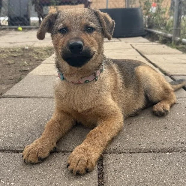 Blanche ( 4 Months - 11LB)