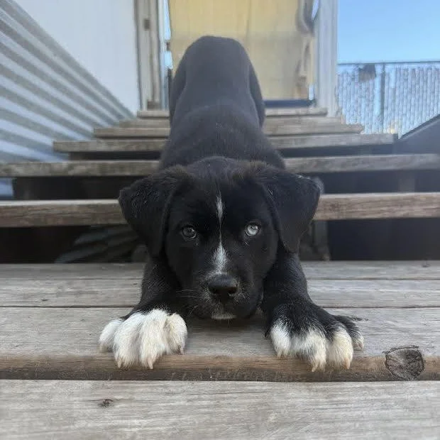 Louie (3 Months - 10LB)