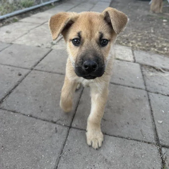 Huey (3 Months - 10LB)