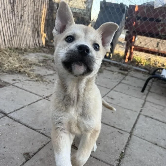 Dewey (3 Months - 10LB)