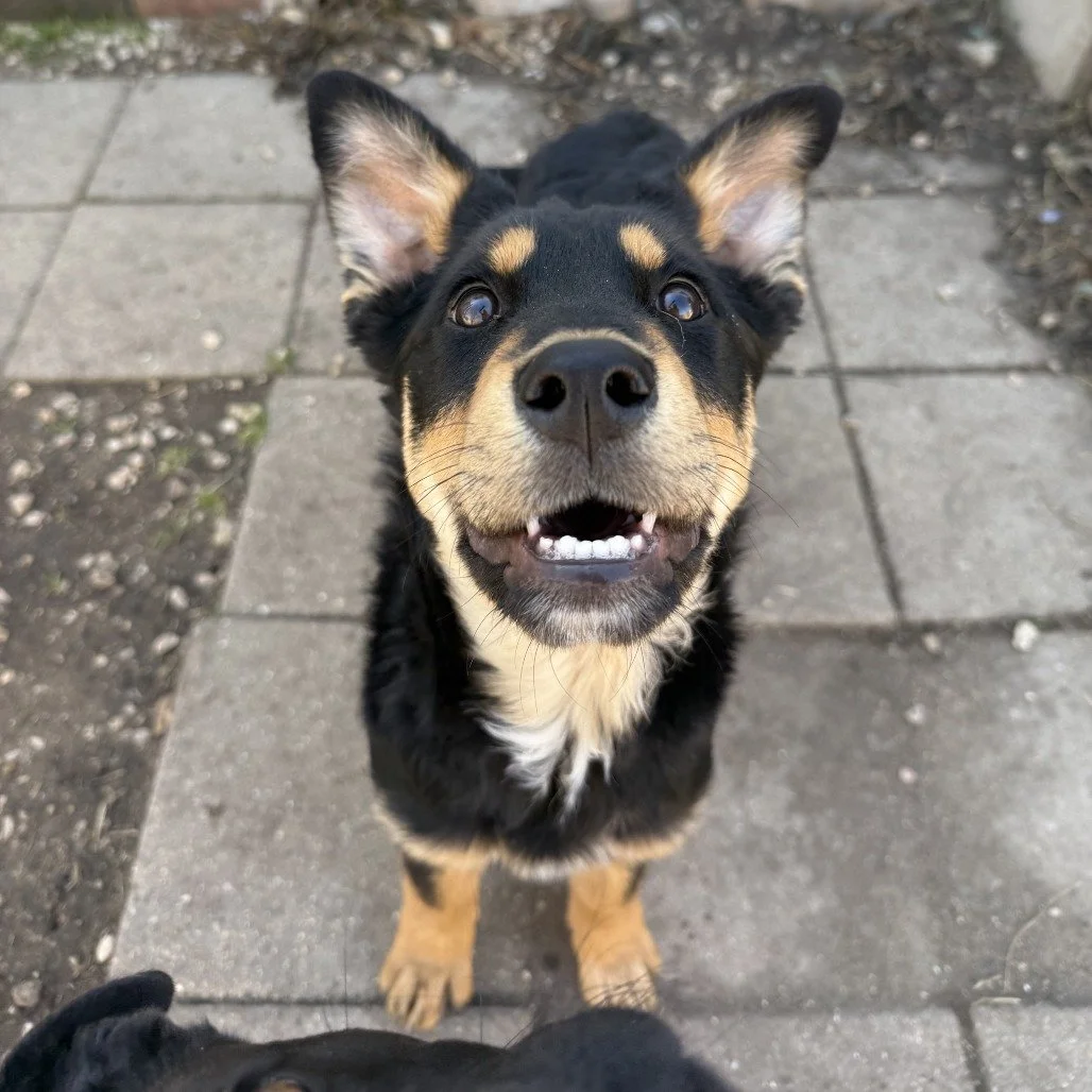 Charlotte (4 Months - 25LB)