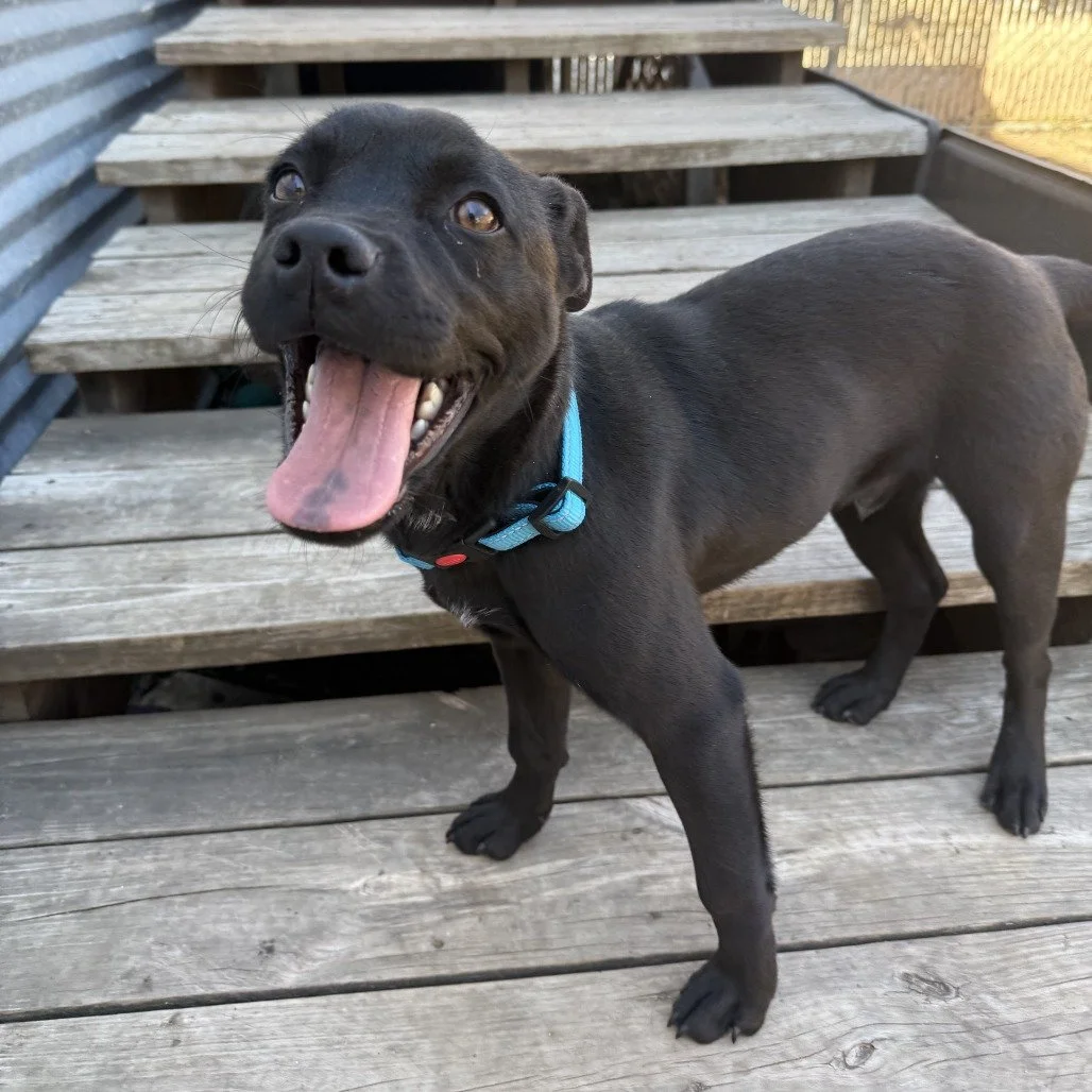 Harvey (5 Months - 22LB)