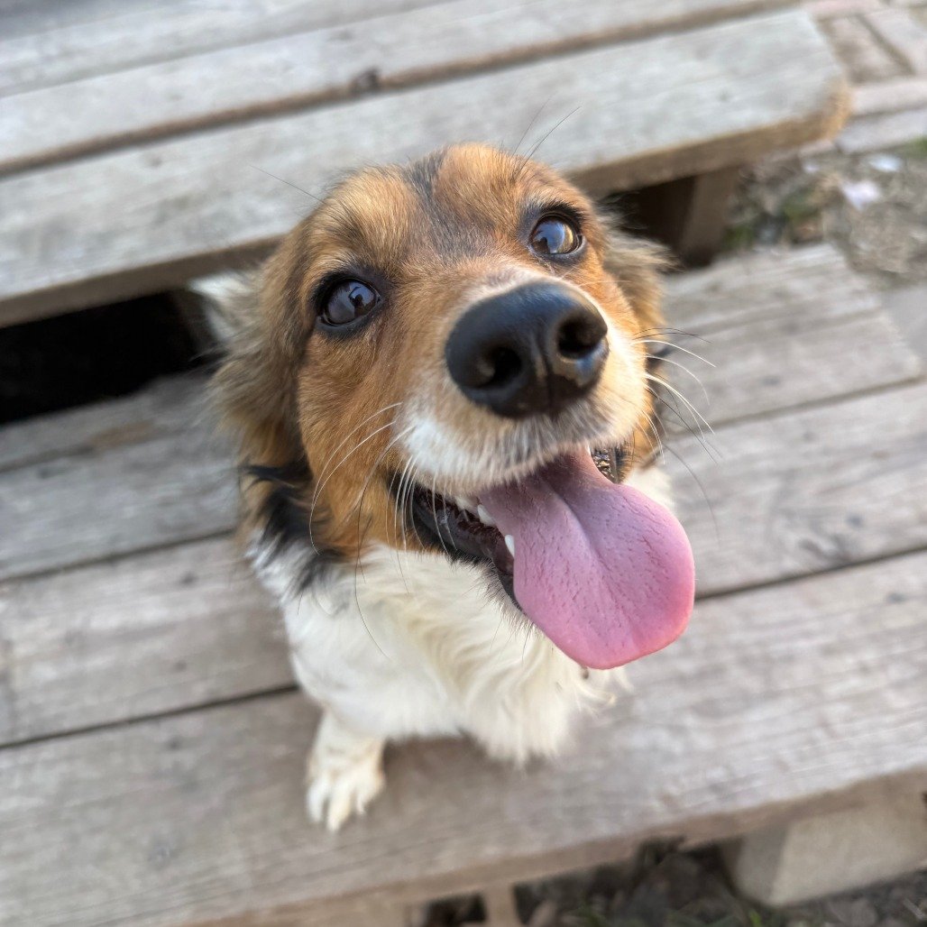 Freddie Mercury (1 Year - 13LB)