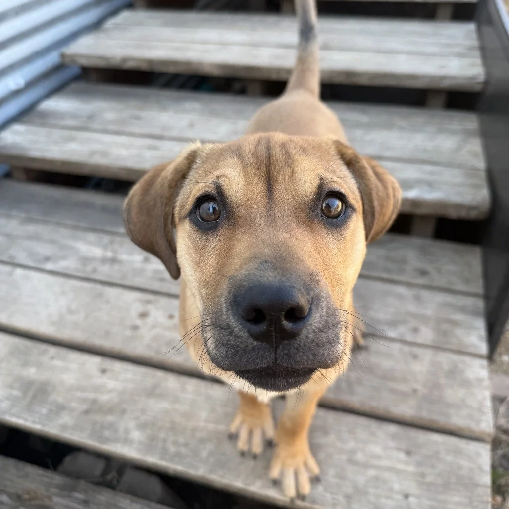 Tito (5 Months - 26LB)