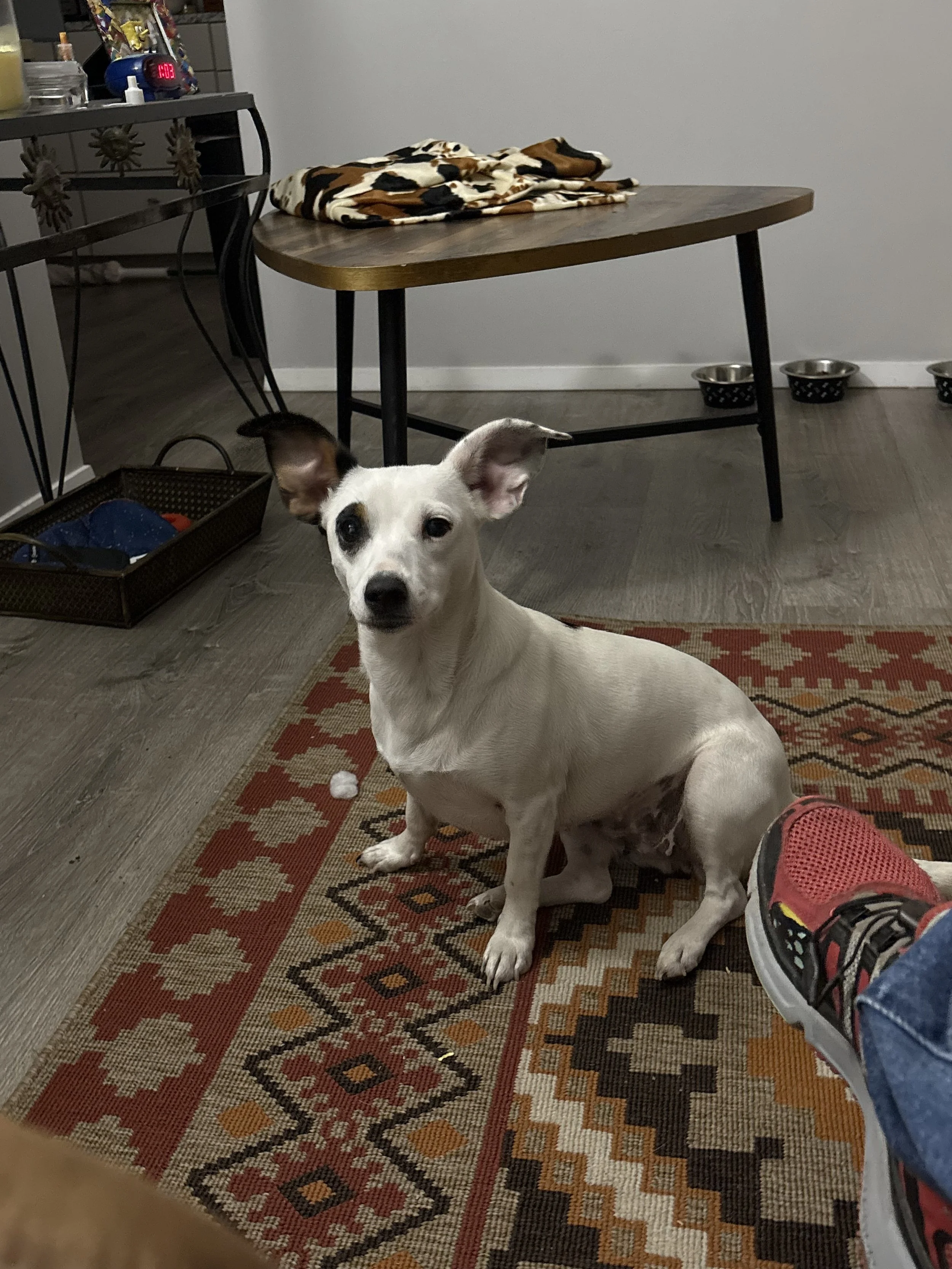 IMG_5592 - Lori Fox.jpeg