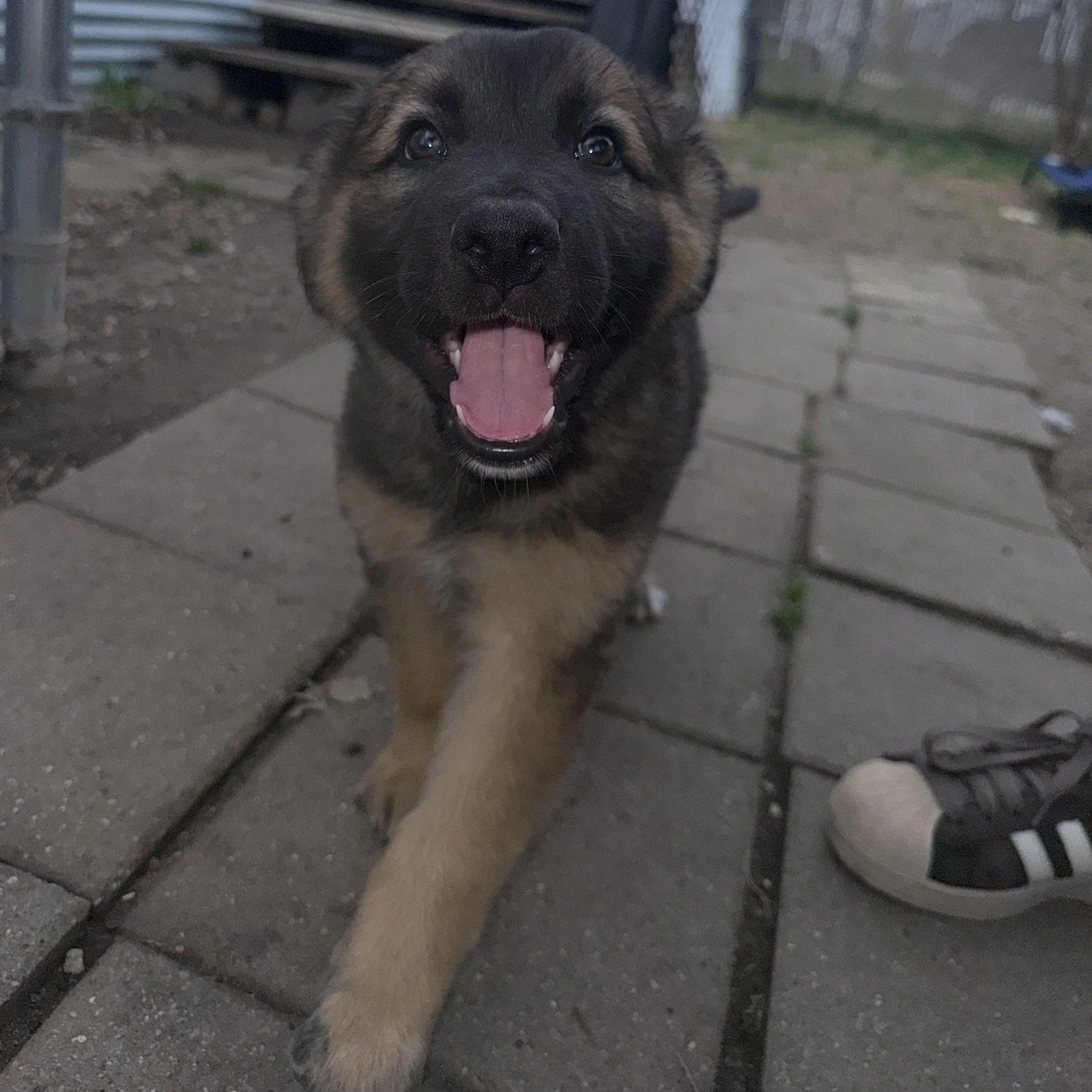 Pepper (3 Months - 14LB)