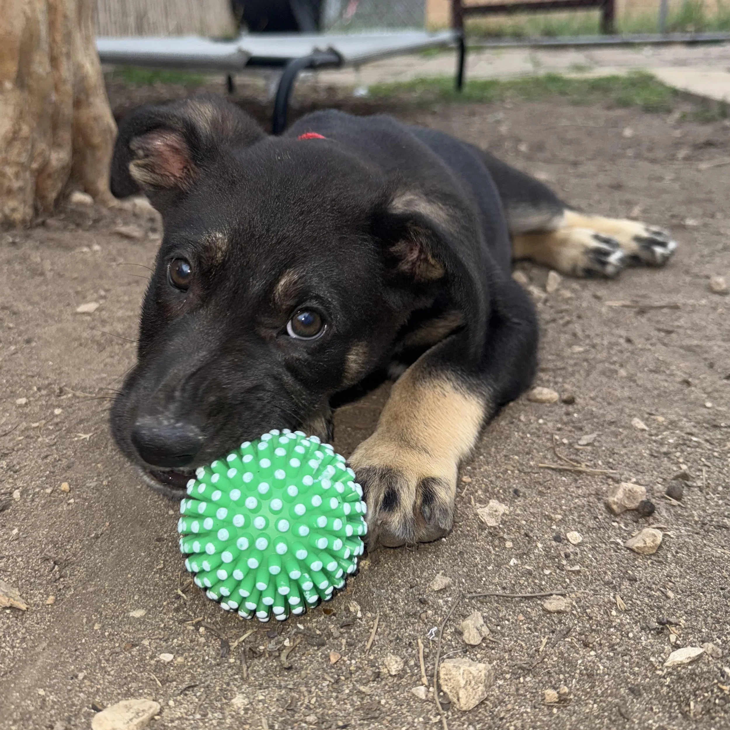 Paprika (3 Months - 13LB)