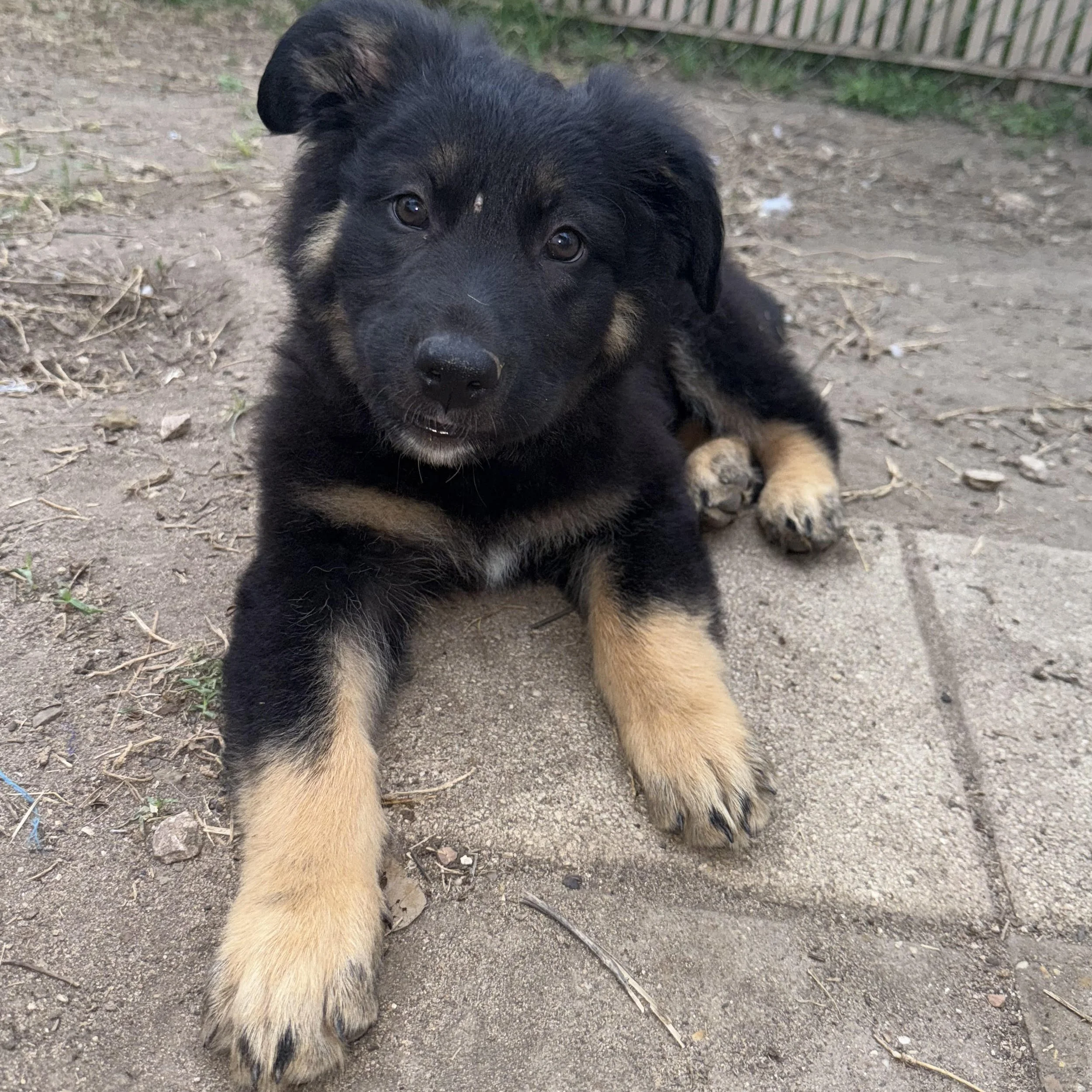 Nutmeg (3 Months - 13LB)