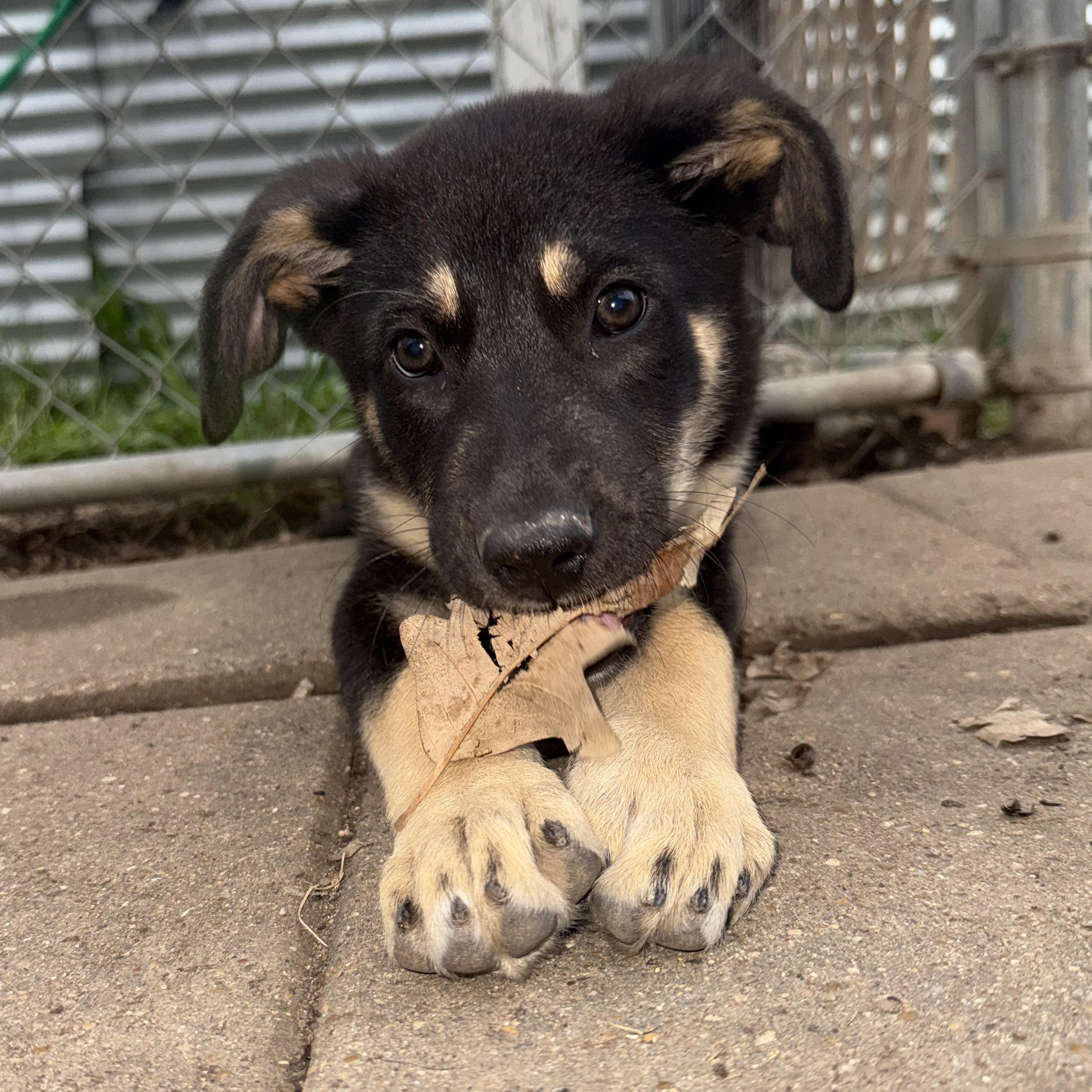 Saffron (3 Months - 14LB)