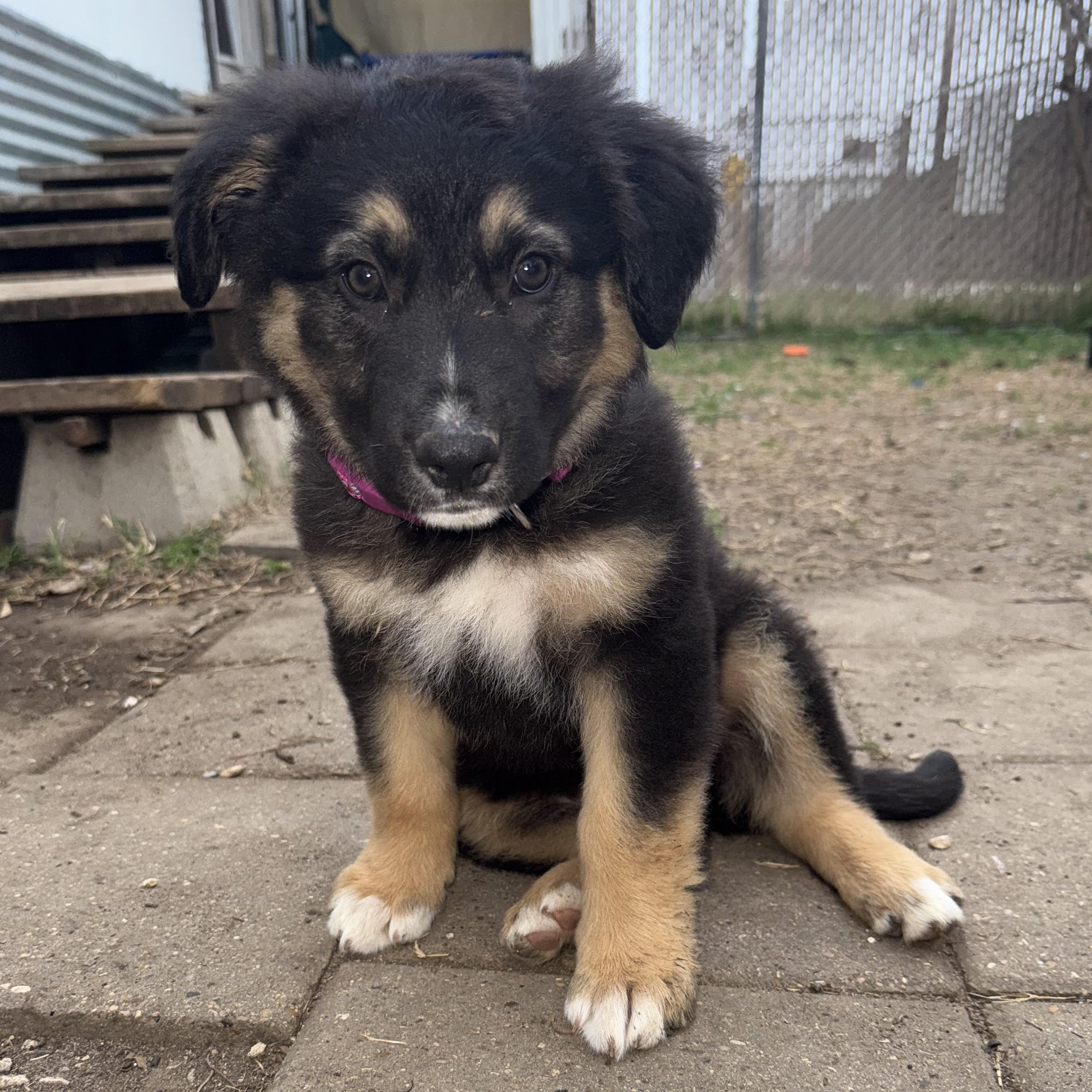 Cinnamon (3 Months - 13LB)