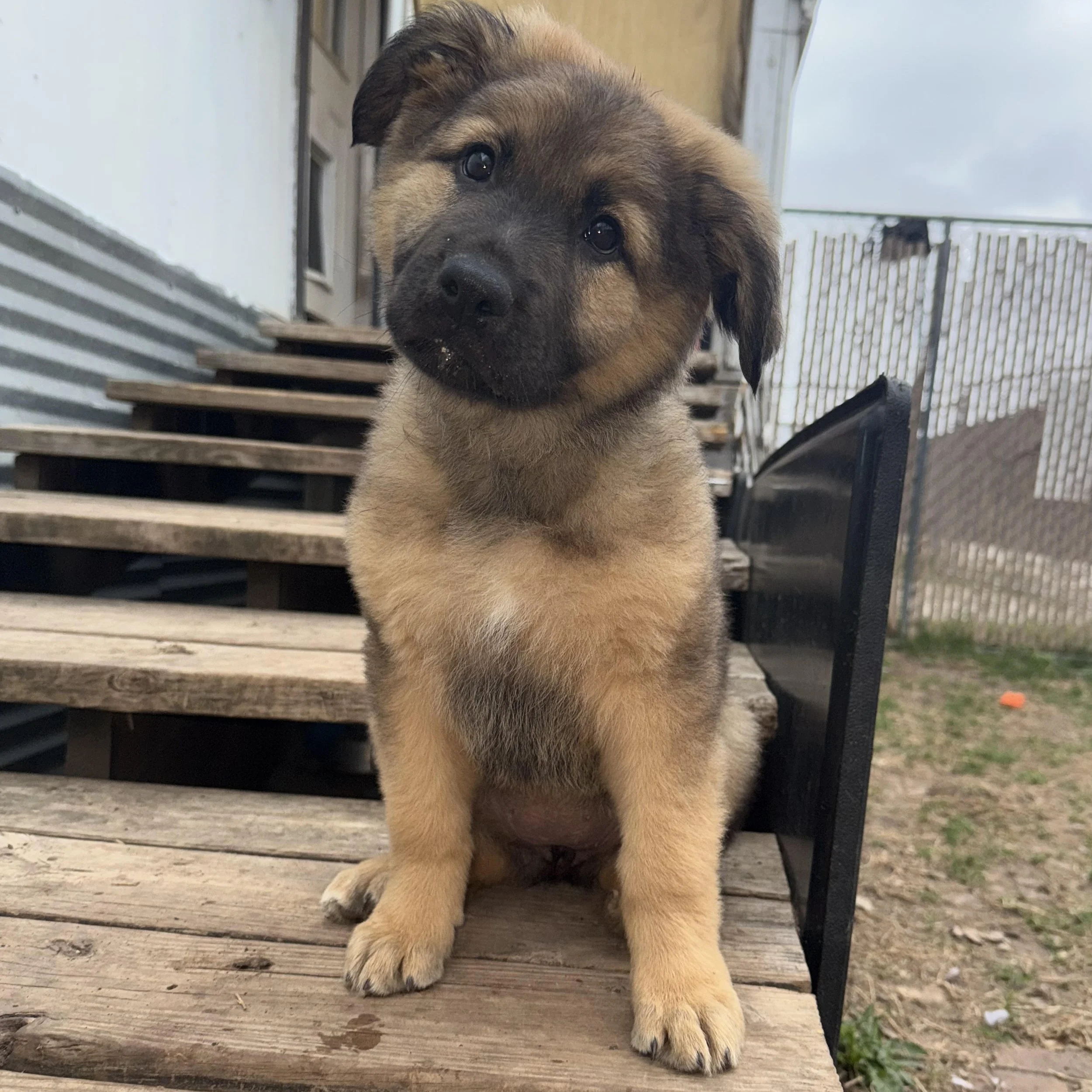 Rosemary (3 Months - 14LB)