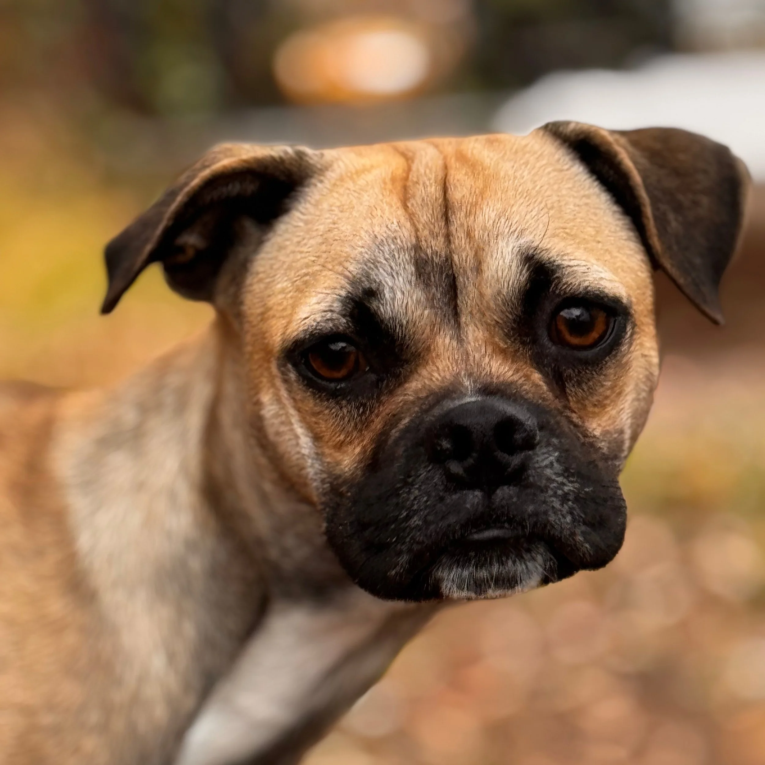 Greg (1.5 Years Old - 22LB)