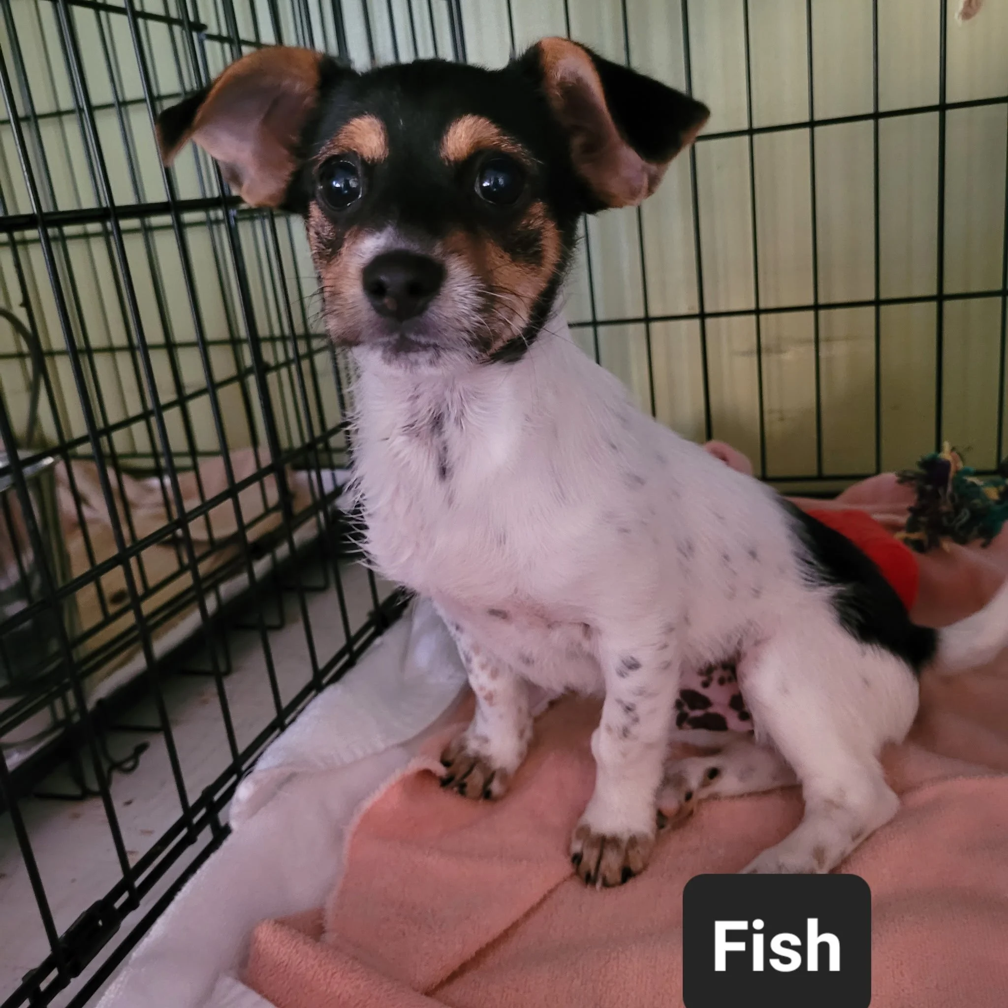 6551414579726342359 (1).JPG