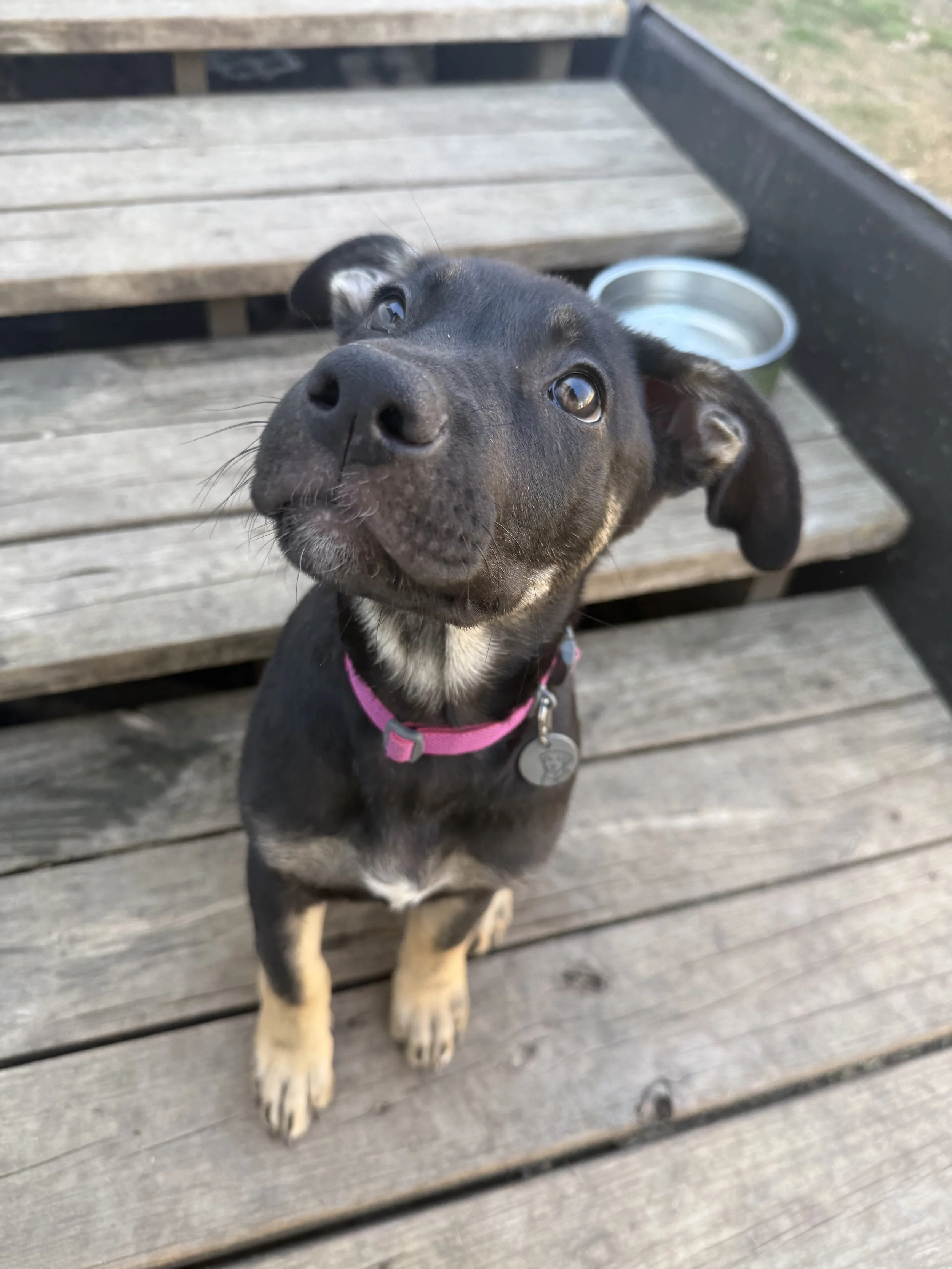 Ginger (3 Months - 15LB)