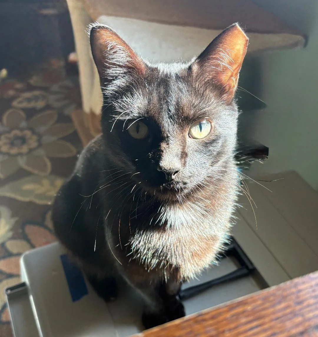 Blackie 3.jpg