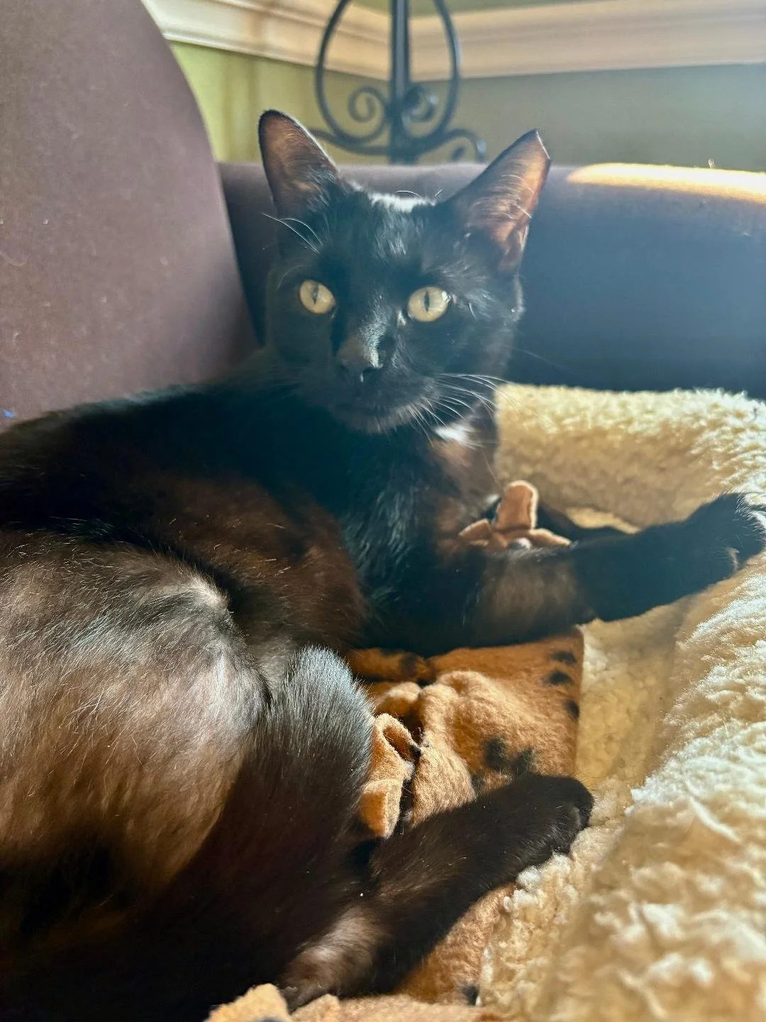Blackie 2.jpg