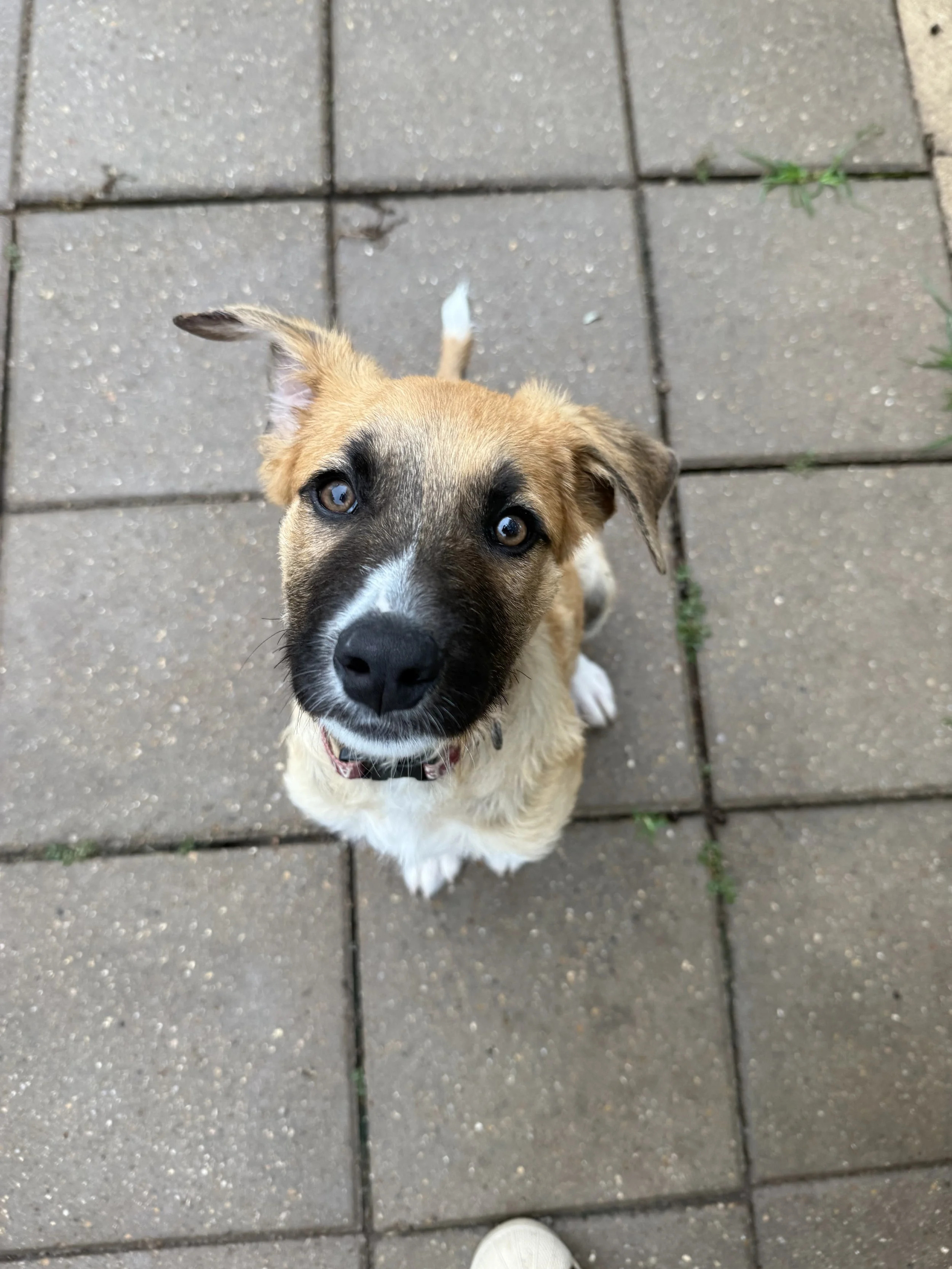 Penelope (4 Months - 15LB)