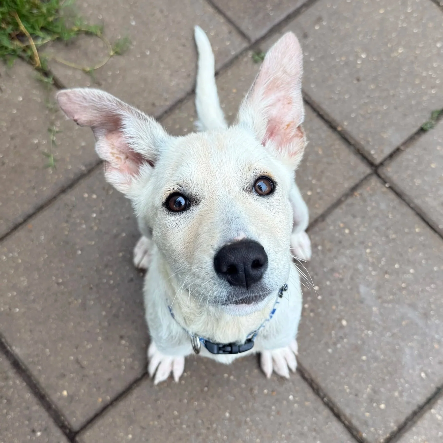 Florence (4 Months - 15LB)