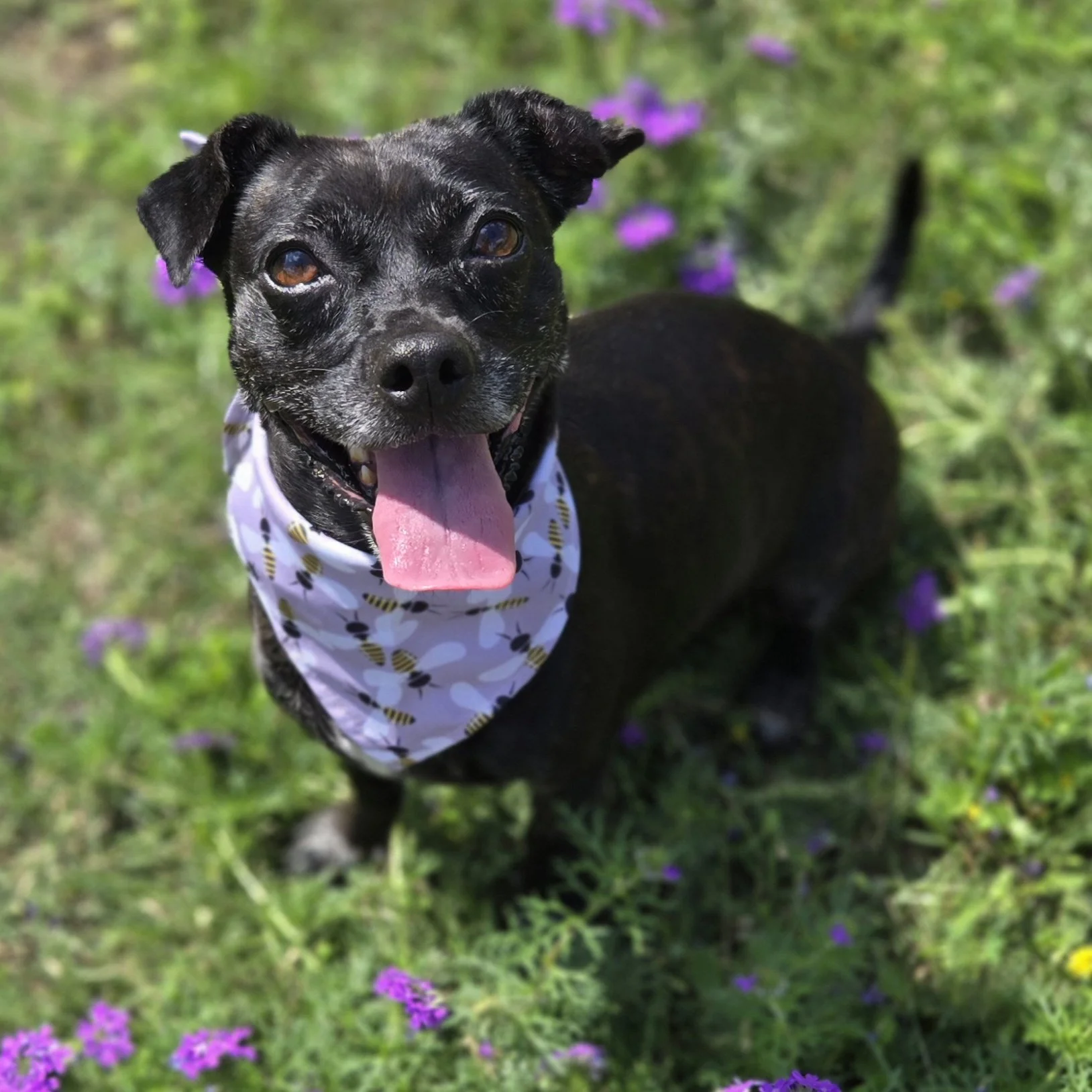 Iris (6 Years Old - 20LB)