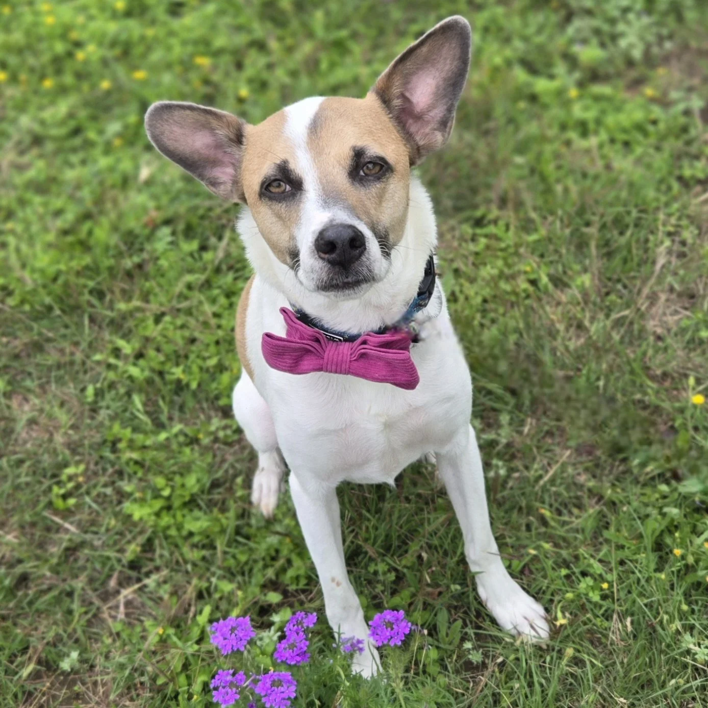 Beau (4 Years Old - 32LB)