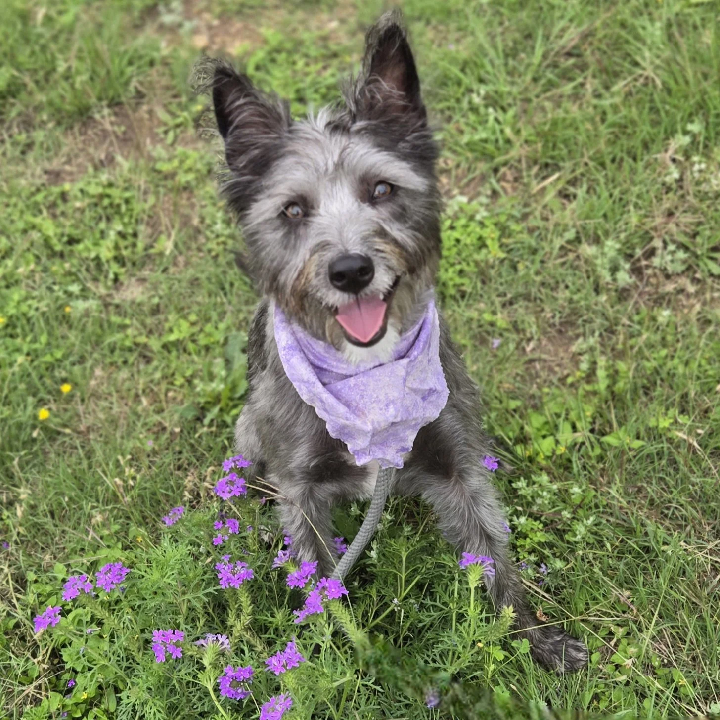 Froot Loop (1 Year Old - 35LB)