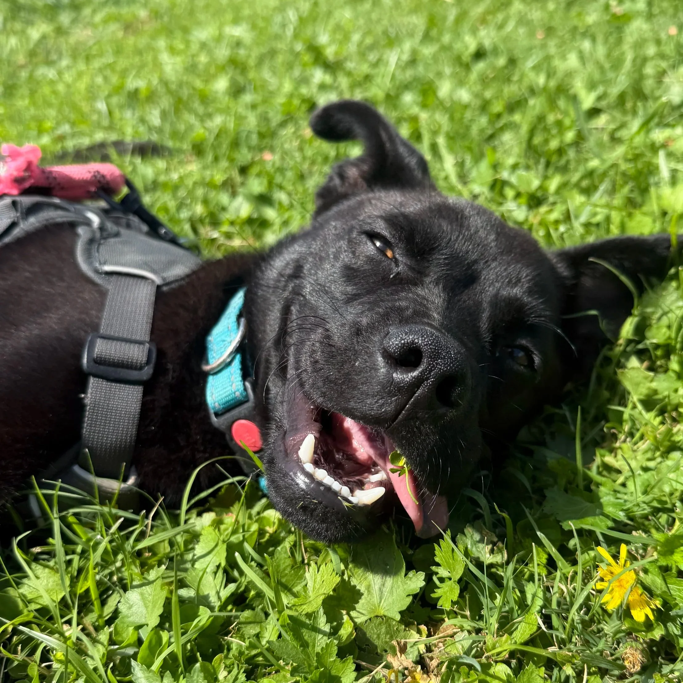 Harvey (1 Year Old - 25LB) (In Foster)