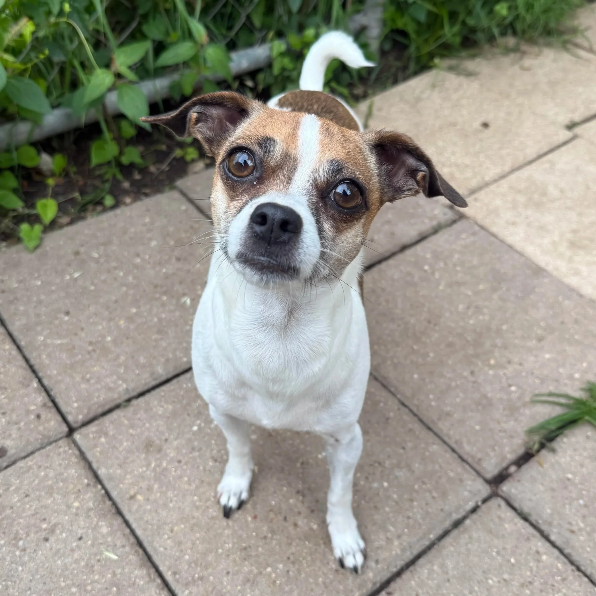 Paloma (1 Year Old - 10LB)