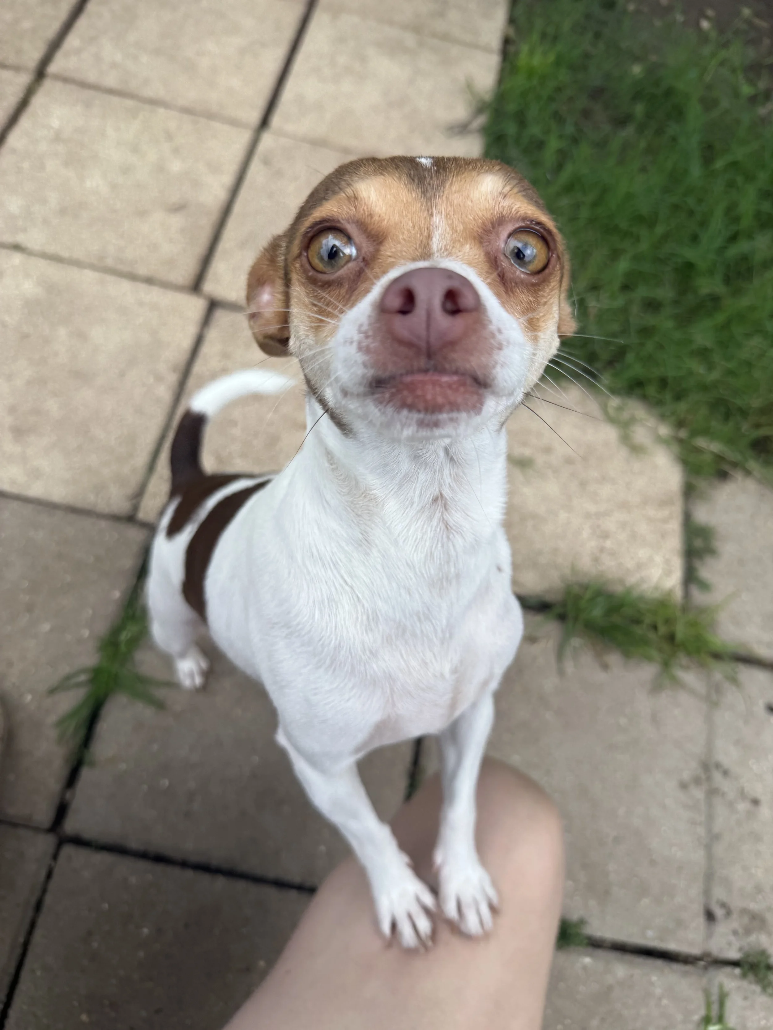 Rosita (1 Year Old - 10LB)