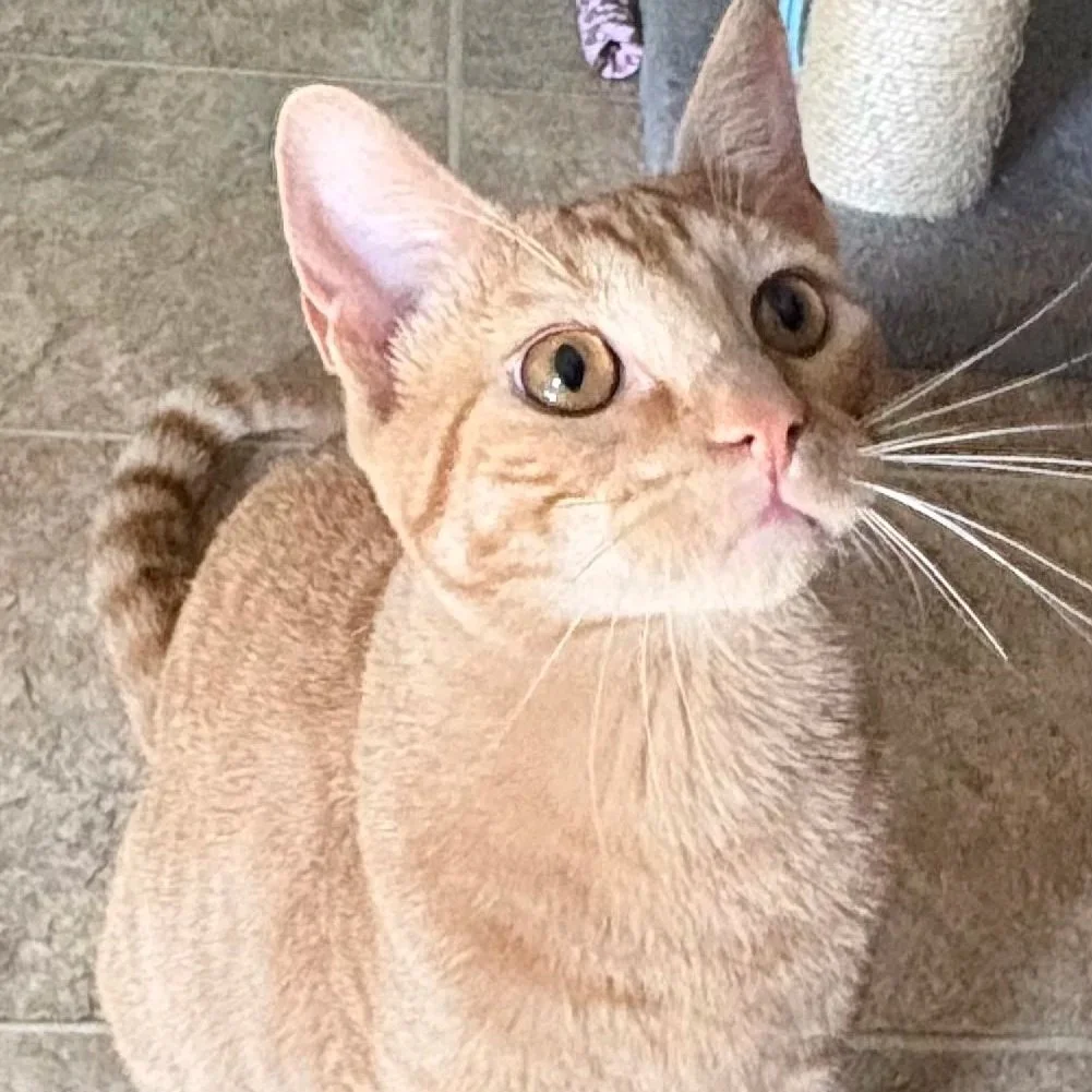 Zeke