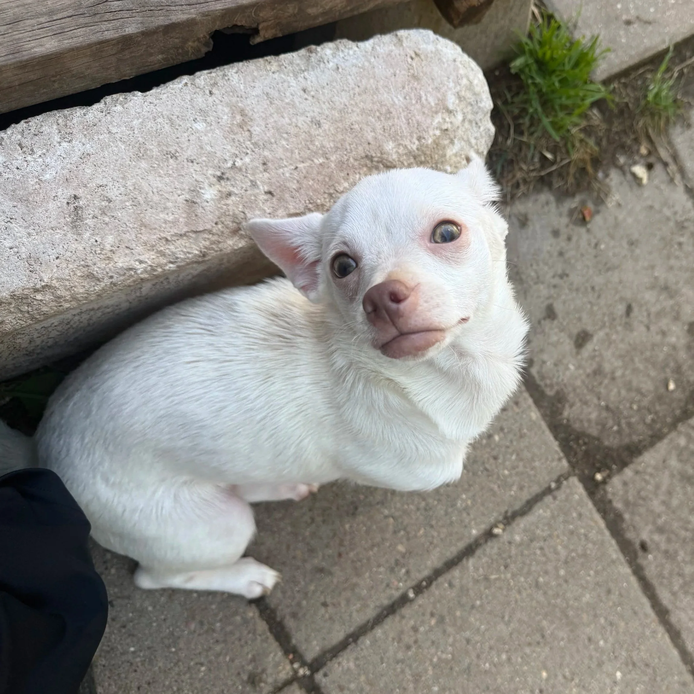 Dolly Parton (8 Months - 10 LB)