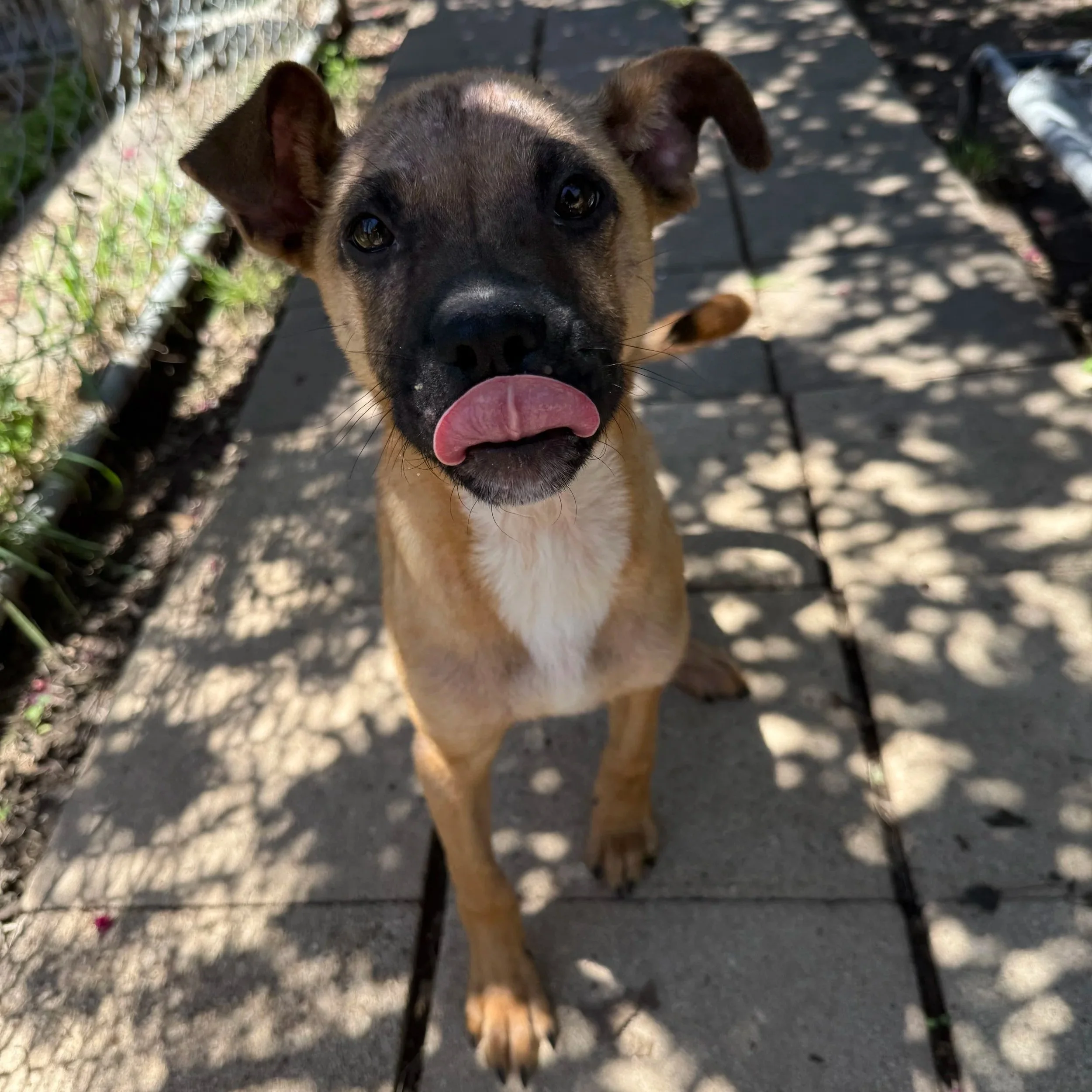 Orville (4 Months - 19 LB)