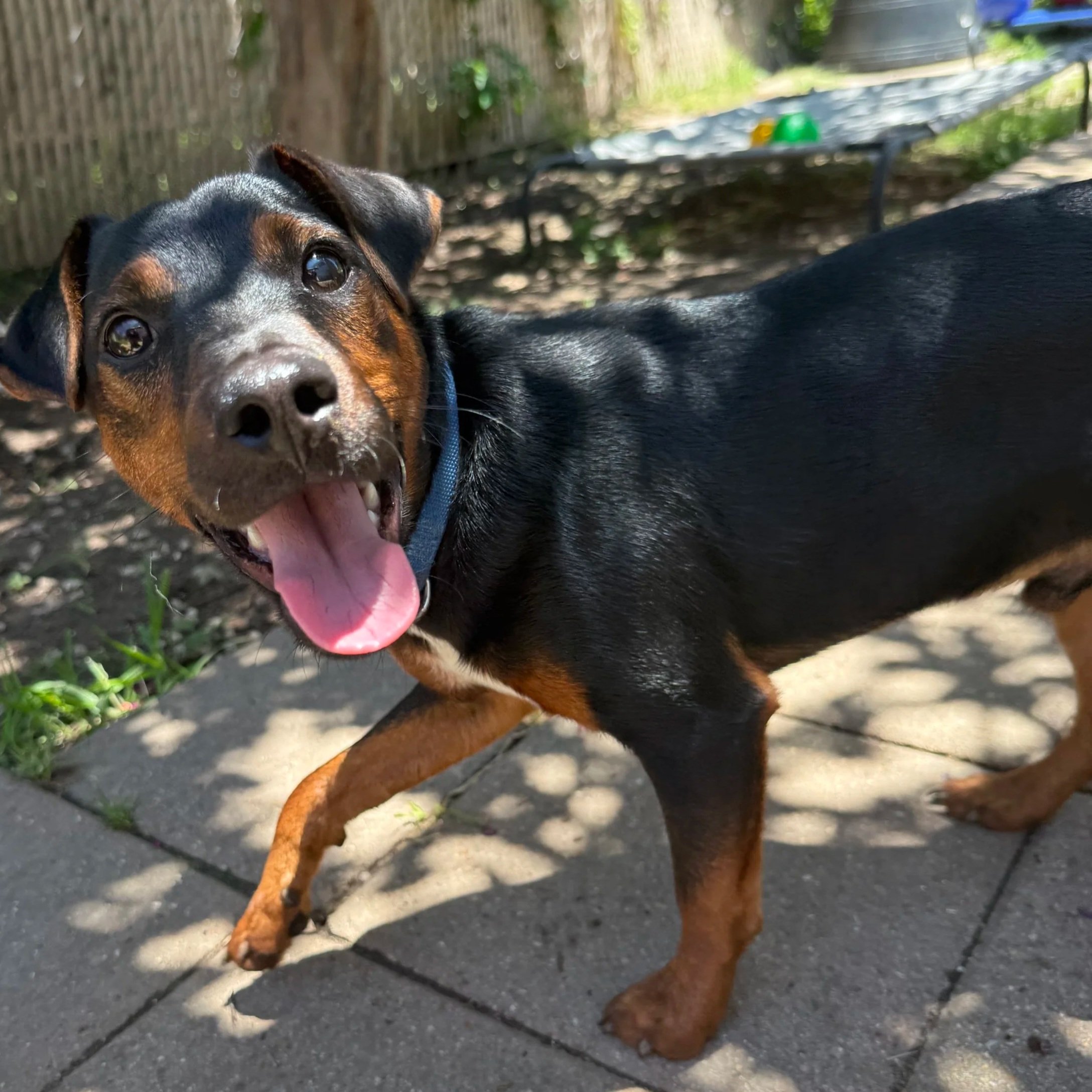 Rocco (5 Months - 16 LB)