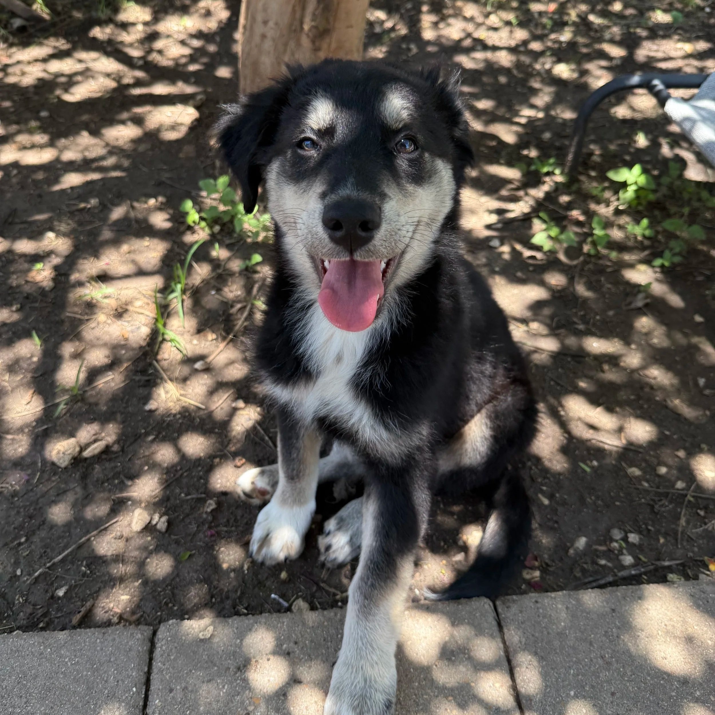 Buffy (5 Months - 17 LB)