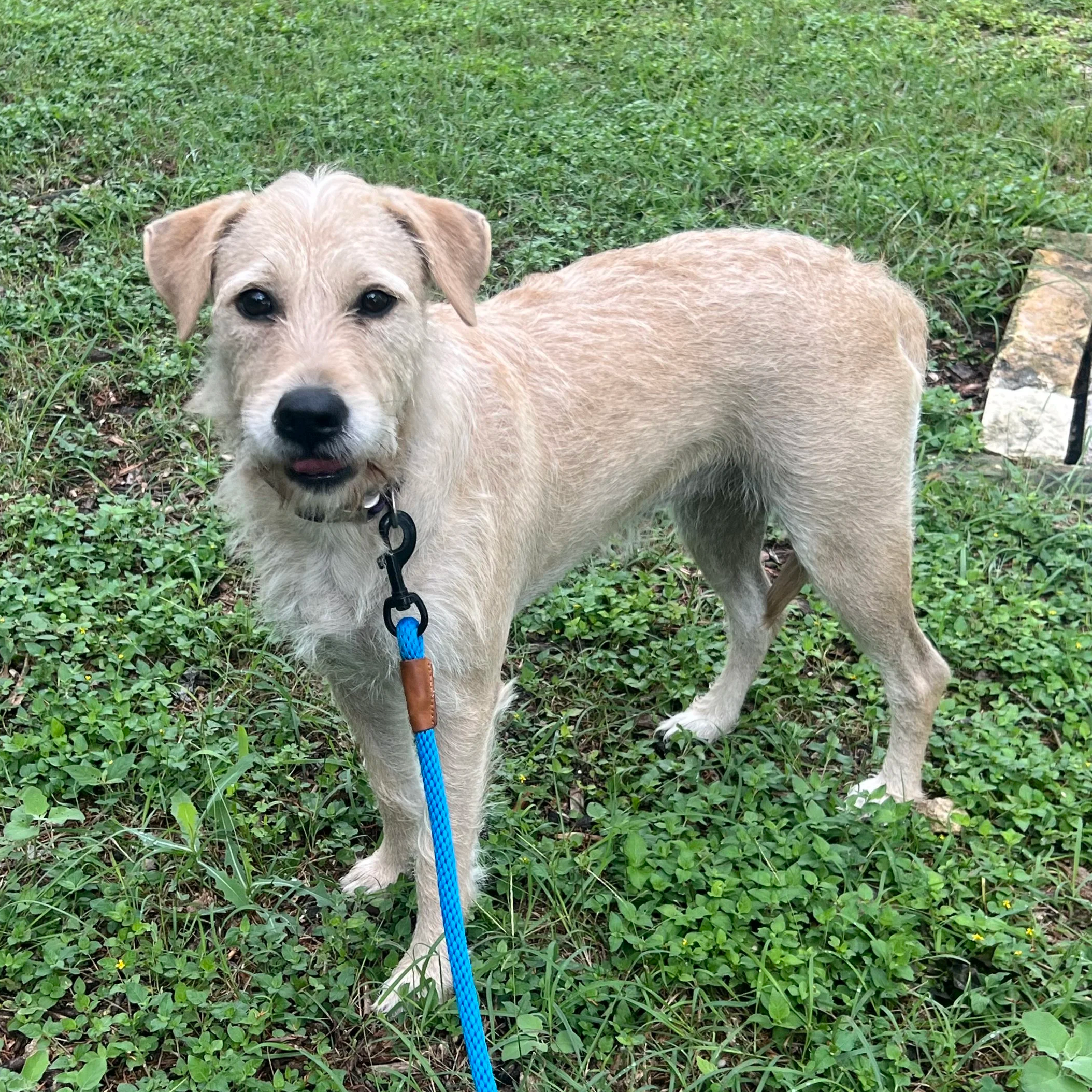 Lottie (1 Year Old - 38LB)