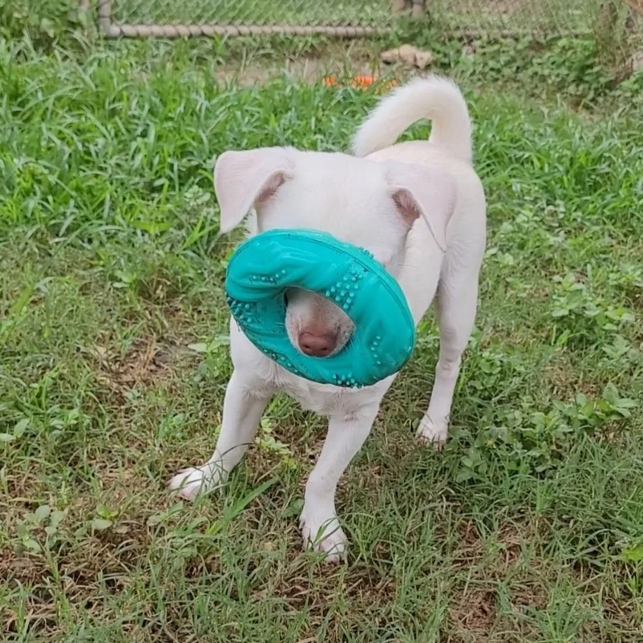 Dolly.png