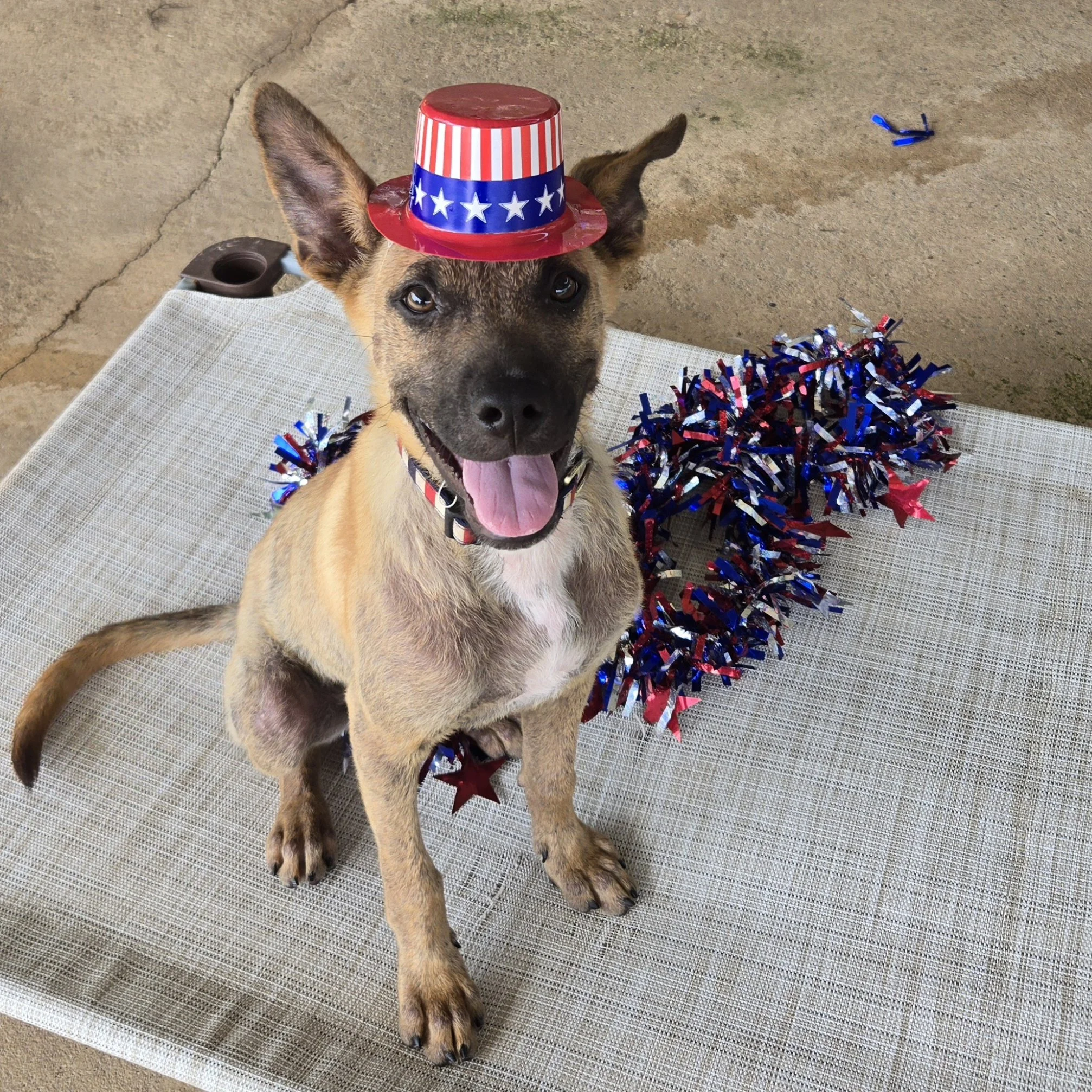Orville (6 Months - 25 LB)