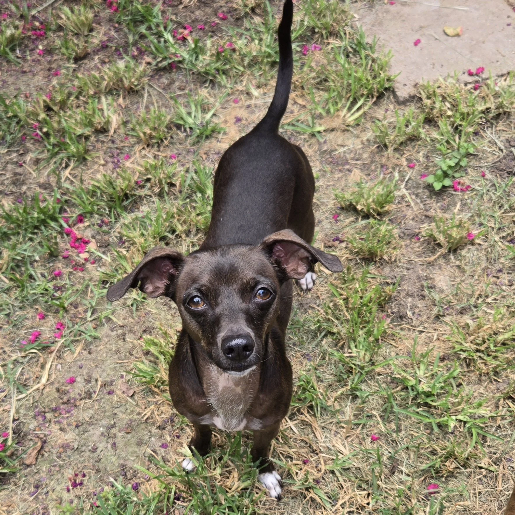 Georgia (5 Years Old - 11LB)